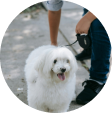 Pet Walking